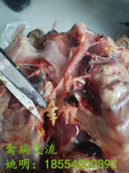 肉鸡呼吸道病的治疗
